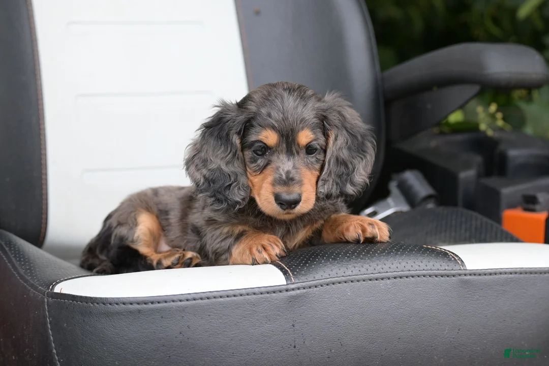 Miniature Dachshund dogs for sale: Stella - Ad 8