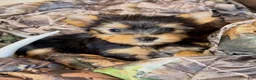 Yorkshire Terrier dogs for sale: Crystal - Ad 1