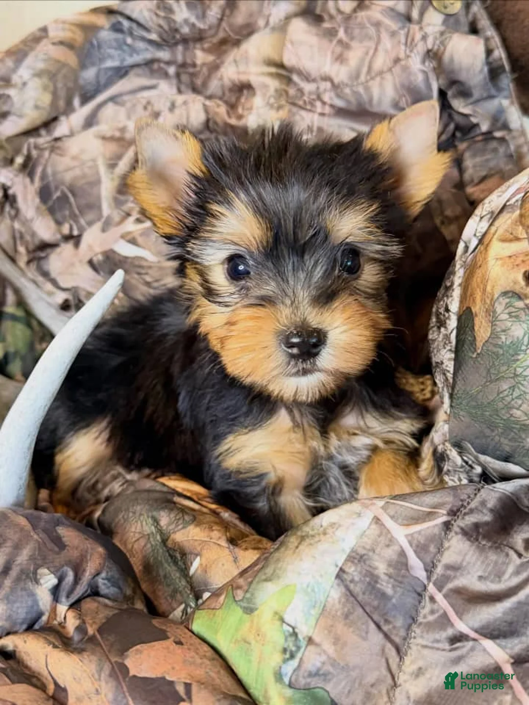 Yorkshire Terrier dogs for sale: Crystal - Ad 1