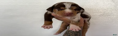 Catahoula Leopard Dog Puppy 6