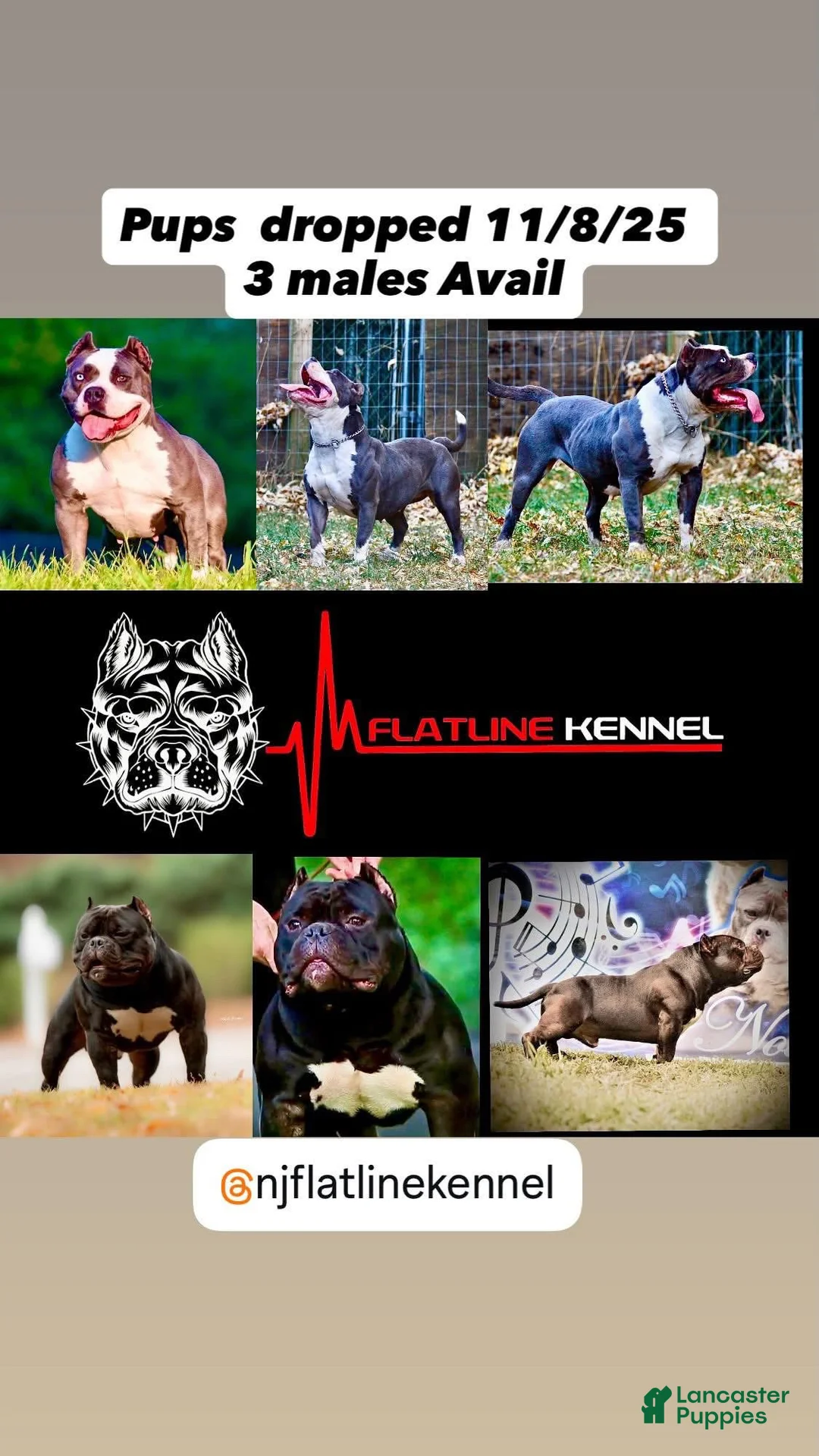 American Bully dogs for sale: American Bully Puppy 1 - Ad 10