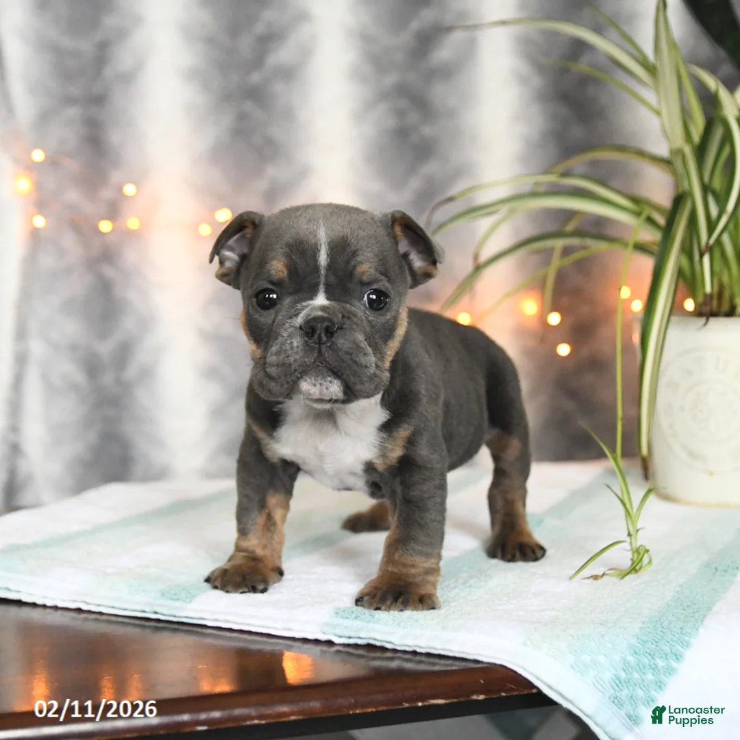 English Bulldog dogs for sale: Buddy - Ad 4