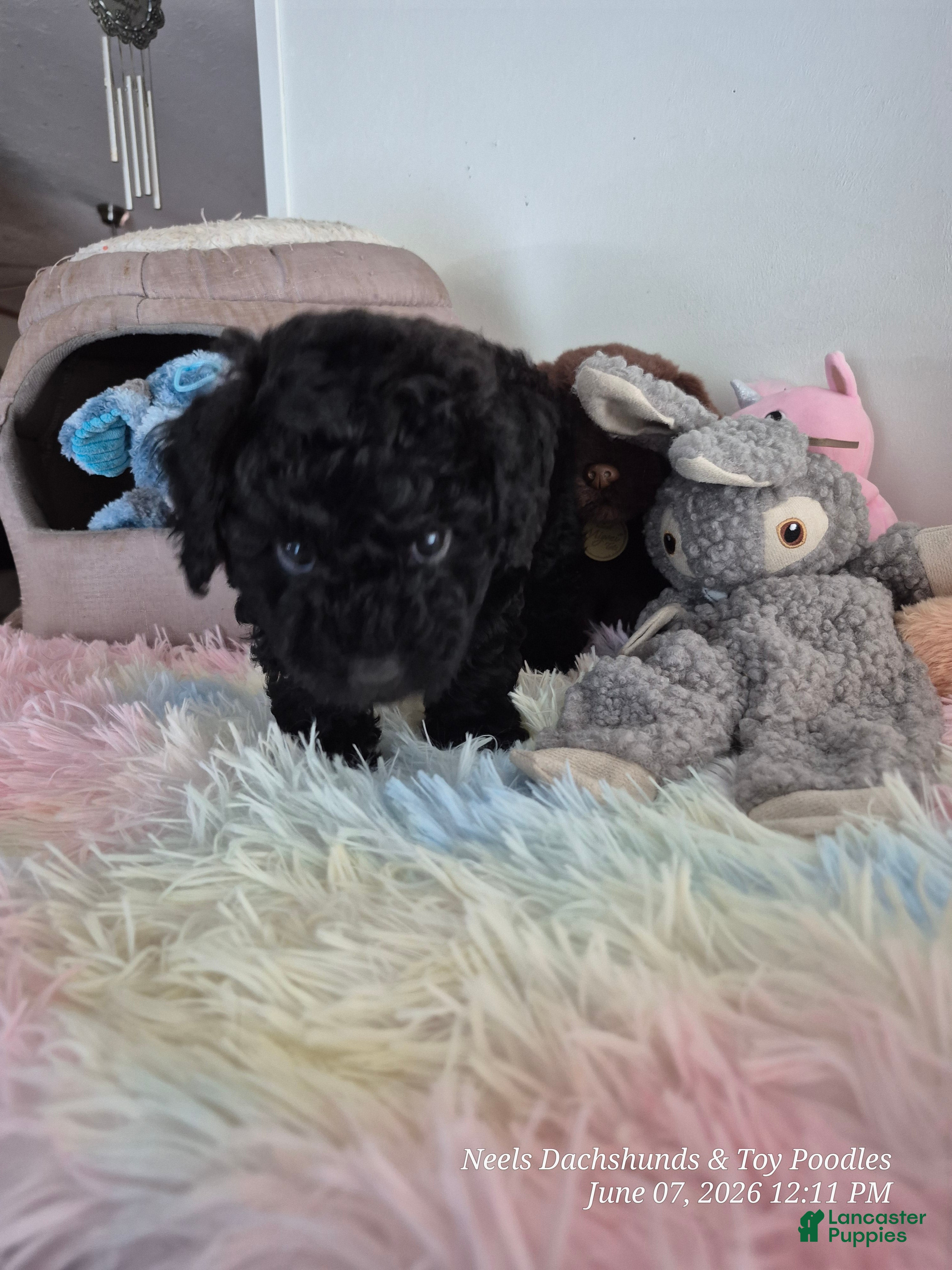 Toy Poodle dogs Toy Poodle Puppy 2 - Ad 2