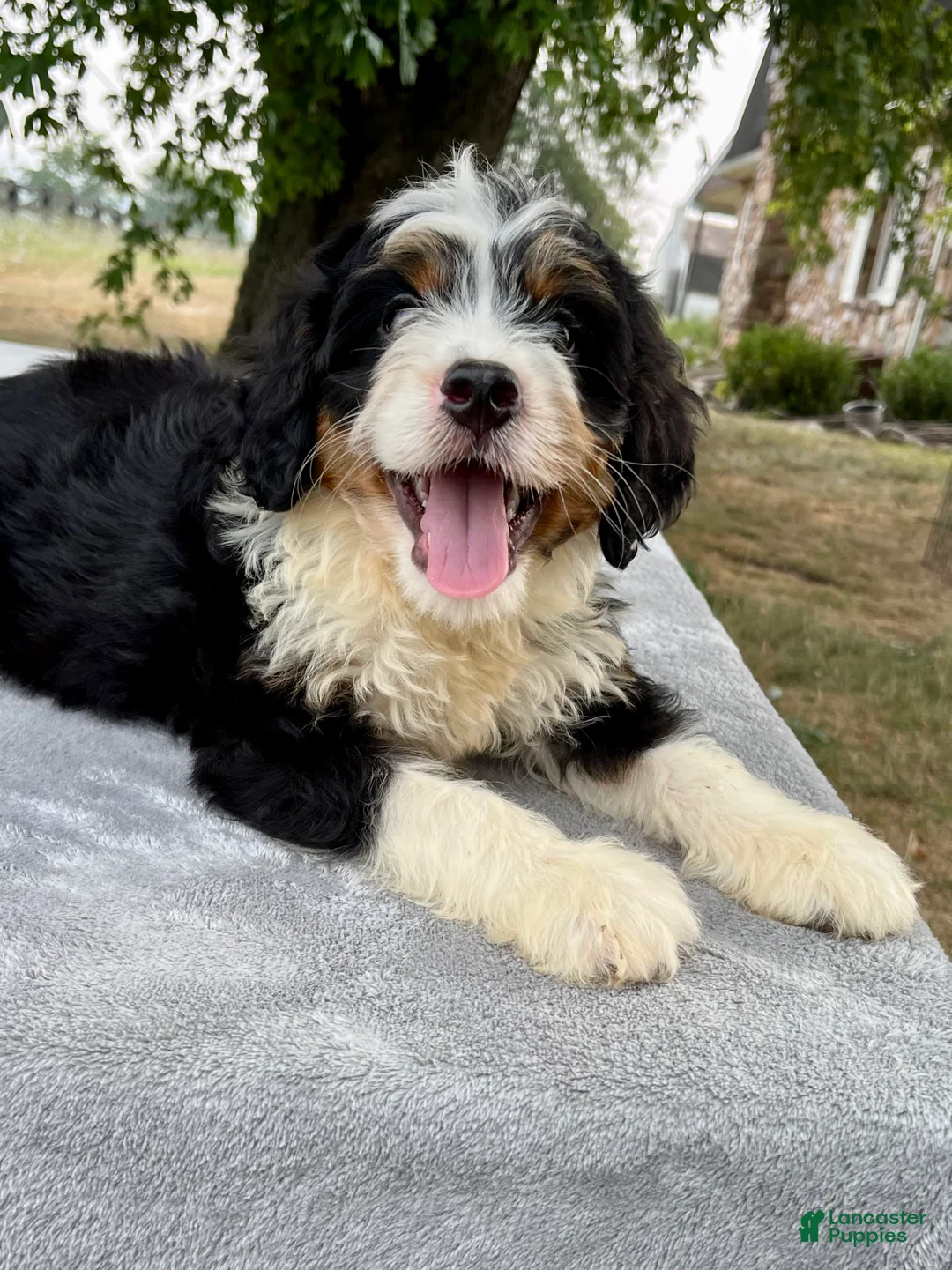 Bernedoodle dogs for sale: Arlo - Ad 4