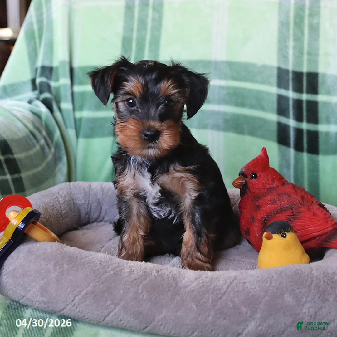 Yorkshire Terrier dogs for sale: Pip  - Ad 5