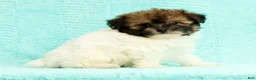 Pomapoo dogs for sale: Gibson - Ad 5