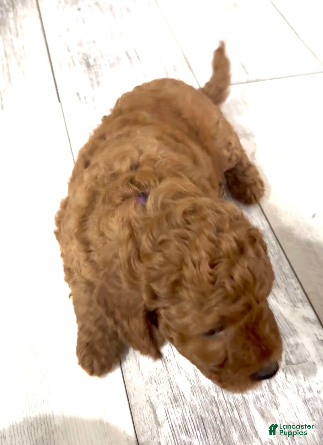 Goldendoodle dogs for sale: Goldendoodle 3 Milo - Ad 2