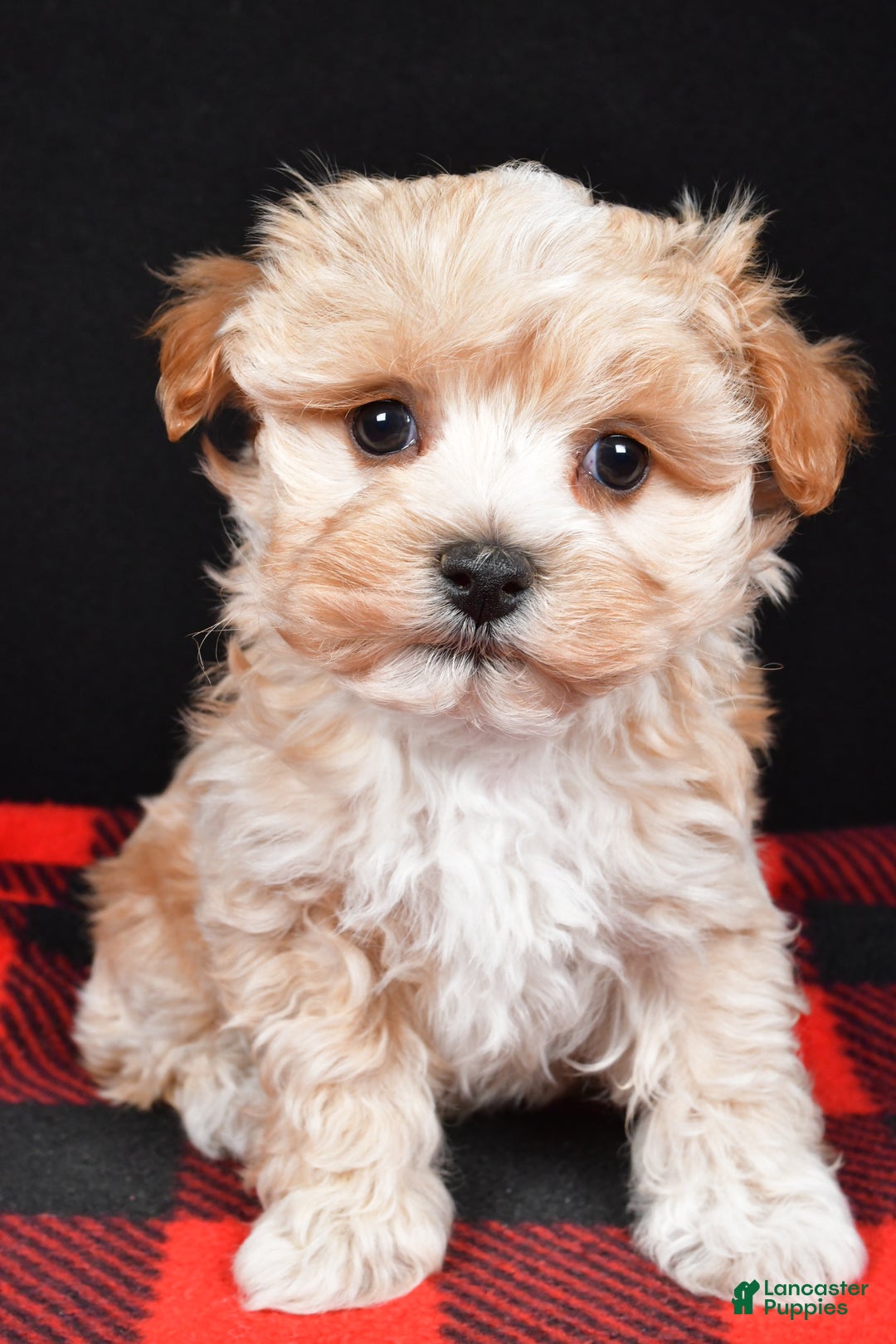 Maltipoo dogs for sale: Franklin - Ad 7
