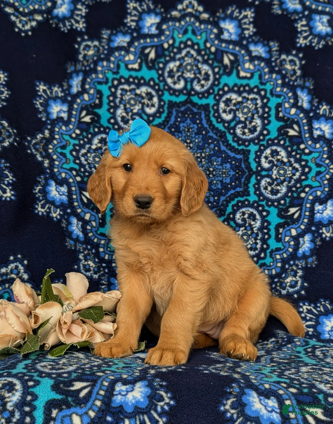 Golden Retriever dogs for sale: Natalee AKC Registered - Ad 2