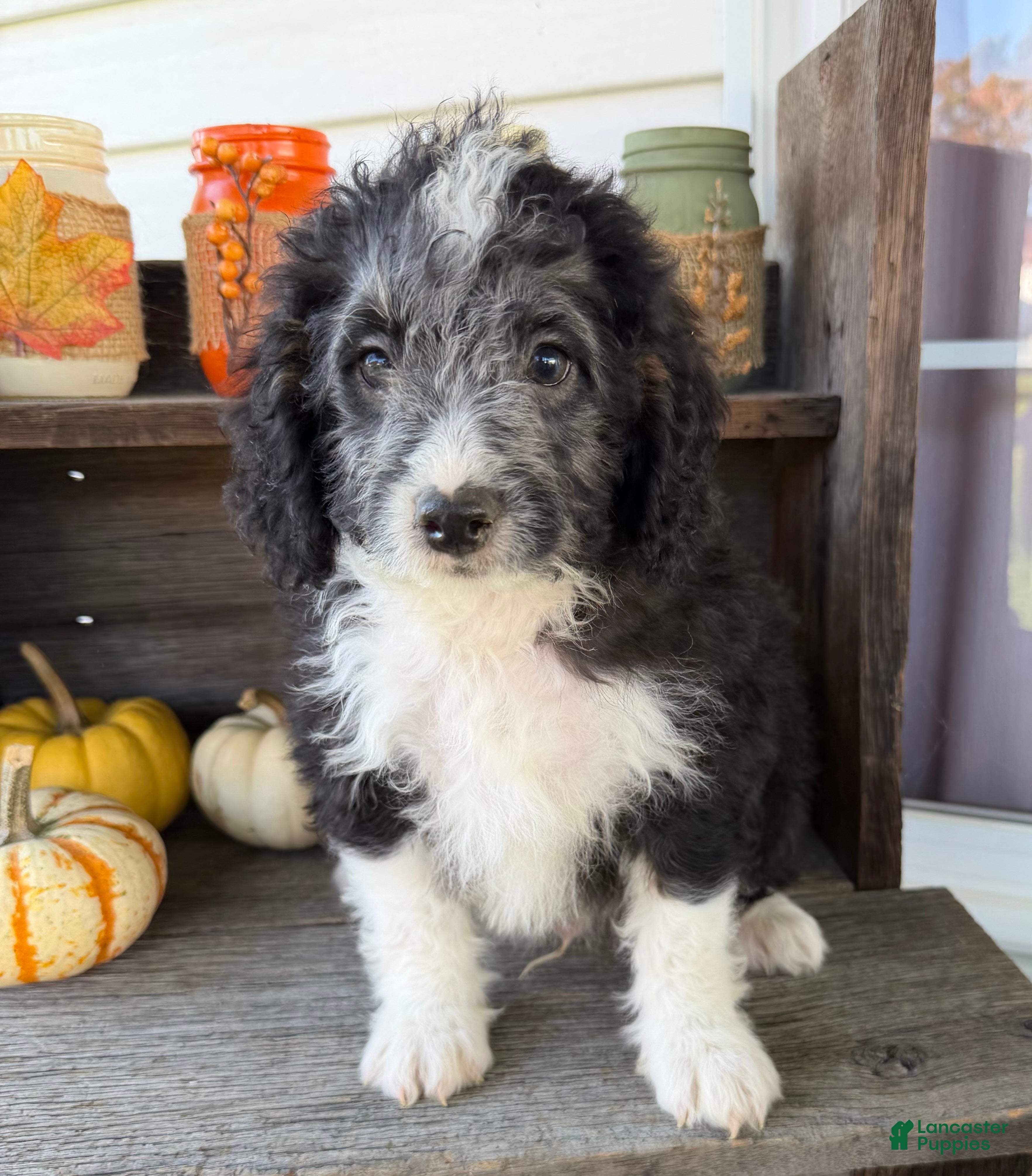 Mini Bernedoodle dogs for sale: Dakota - Ad 1
