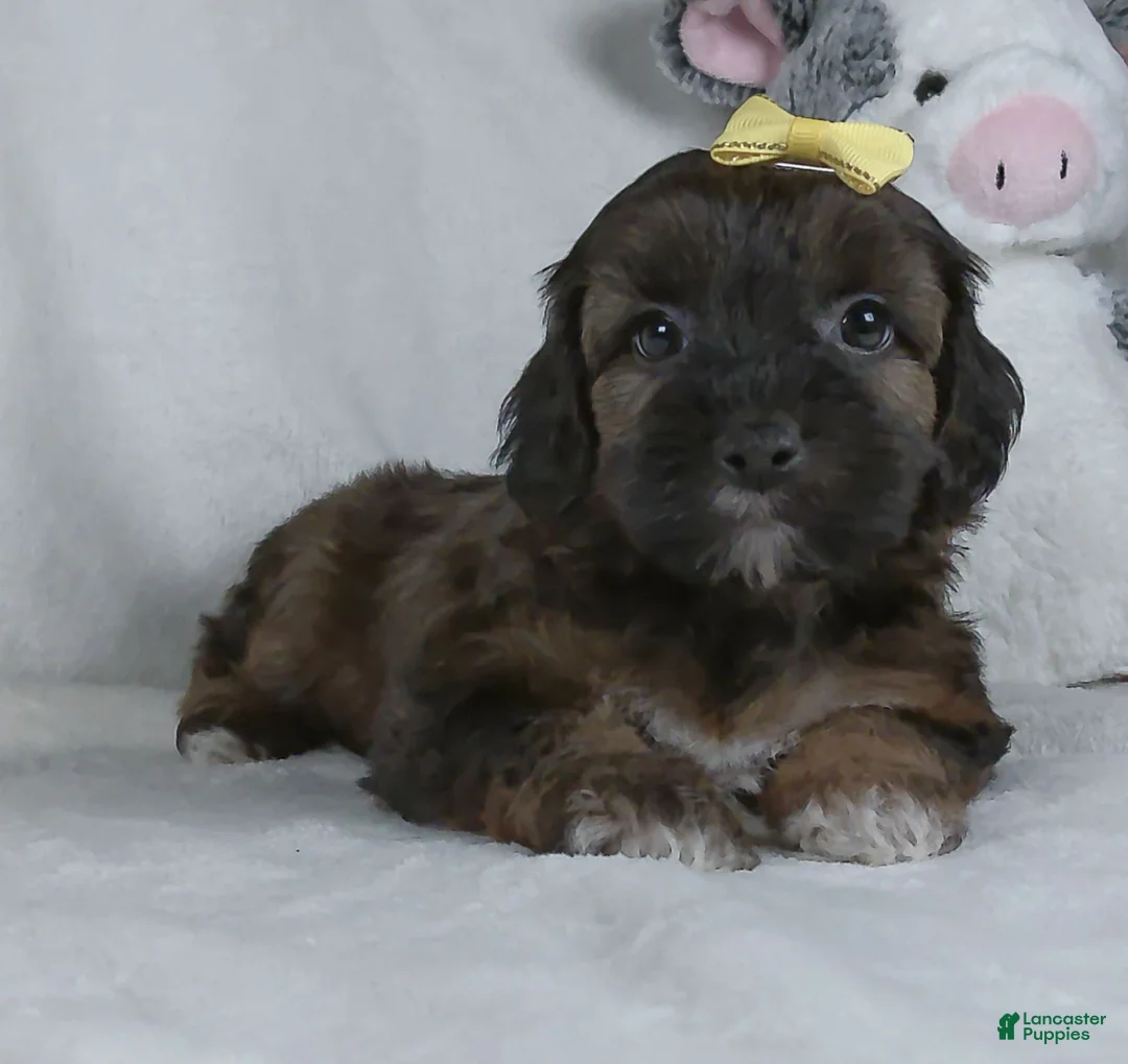 Yorkiepoo dogs for sale: Mindy - Ad 1