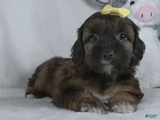 Yorkiepoo dogs for sale: Mindy - Ad 3