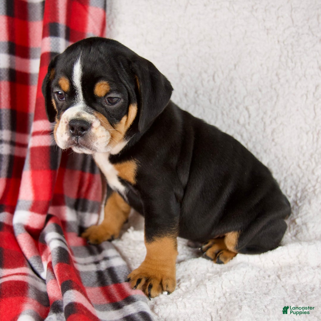 Mixed Breed dogs for sale: Koby - Ad 6