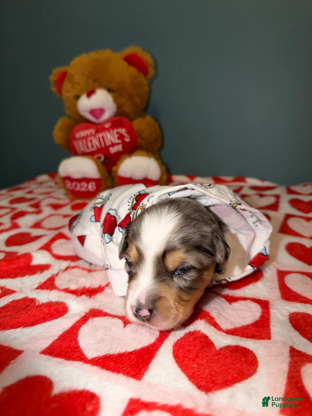 Miniature Australian Shepherd dogs for sale: Kayce - Ad 2