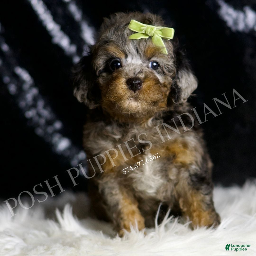 Toy Poodle dogs for sale: Bourbon - Ad 3
