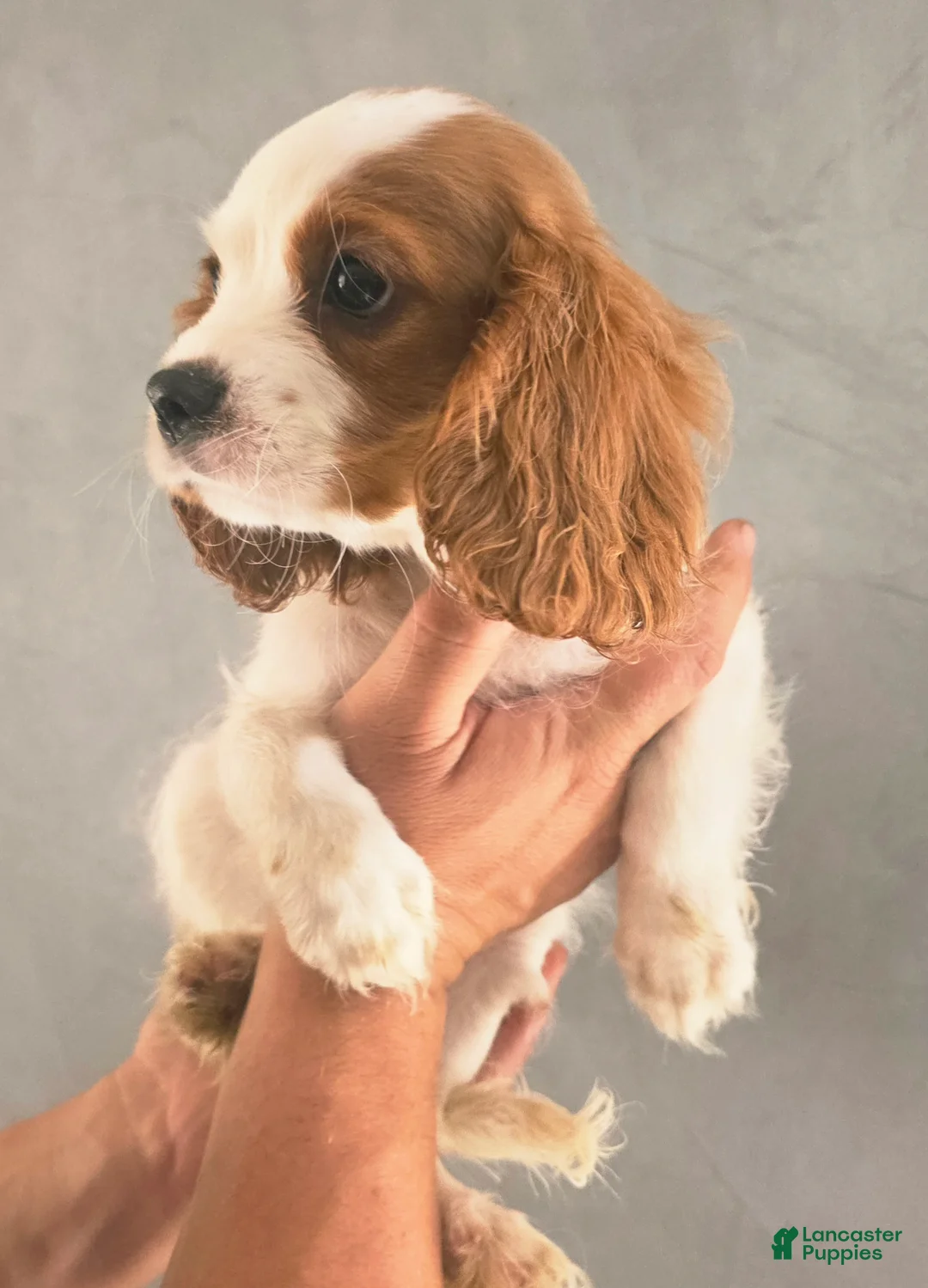 Cavalier King Charles Spaniel dogs for sale: Willow - Ad 1