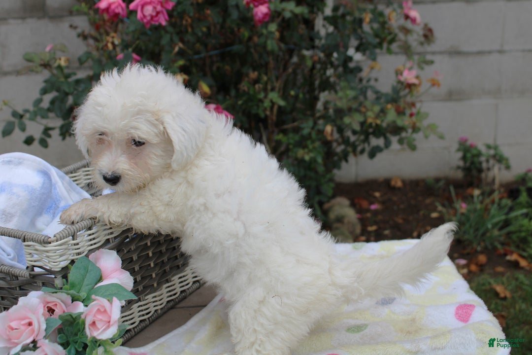 Mini Aussiedoodle dogs for sale: Aussiedoodle Puppy 5 - Ad 1