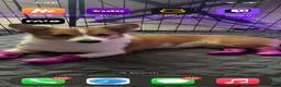 Welsh Corgi Pembroke dogs for sale: Welsh Corgi Pembroke 1 - Ad 2