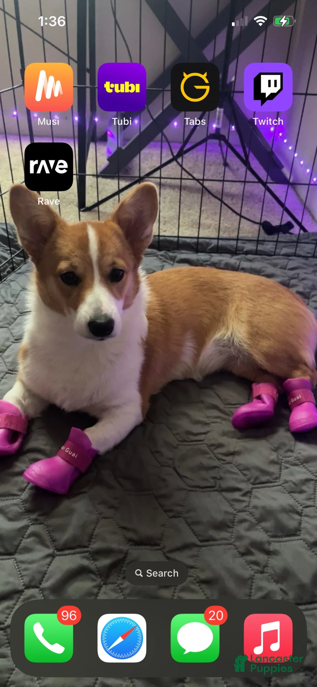Welsh Corgi Pembroke dogs for sale: Welsh Corgi Pembroke 1 - Ad 2