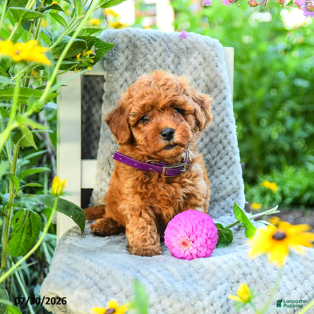 Maltipoo dogs for sale: Lilac - Ad 1