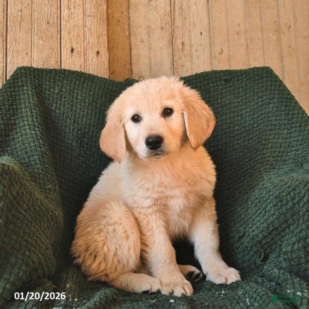 Mixed Breed dogs for sale: Cowboy  - Ad 2