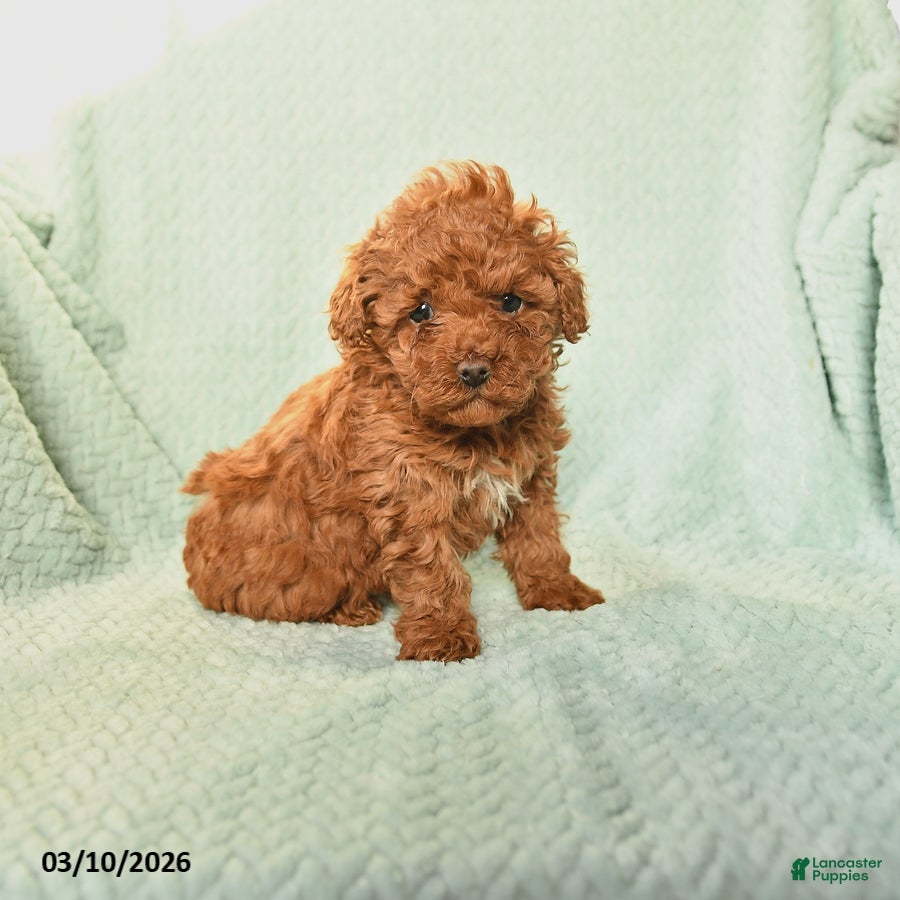 Toy Poodle dogs Nancy - Ad 1