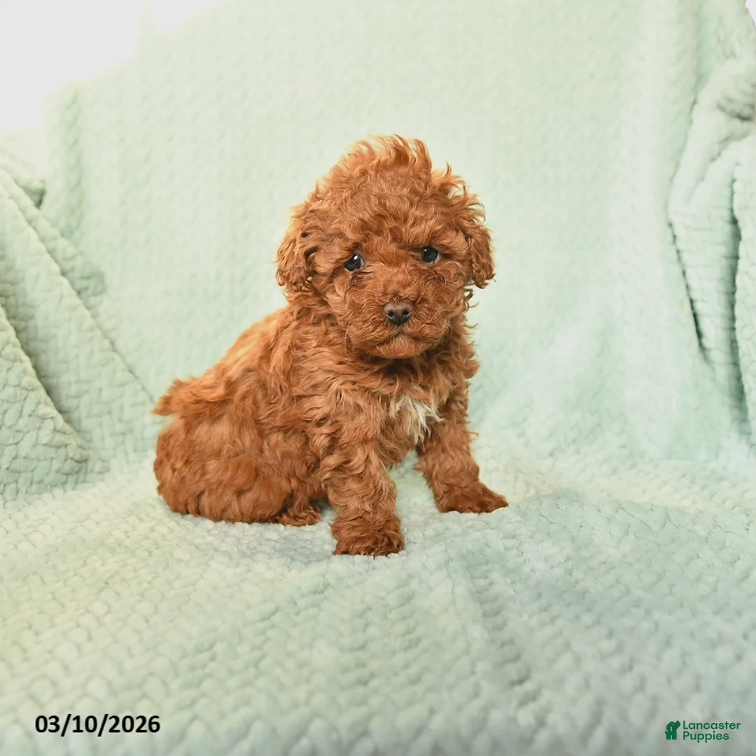 Toy Poodle dogs for sale: Nancy - Ad 1