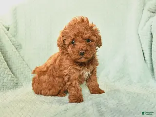 Toy Poodle dogs for sale: Nancy - Ad 2