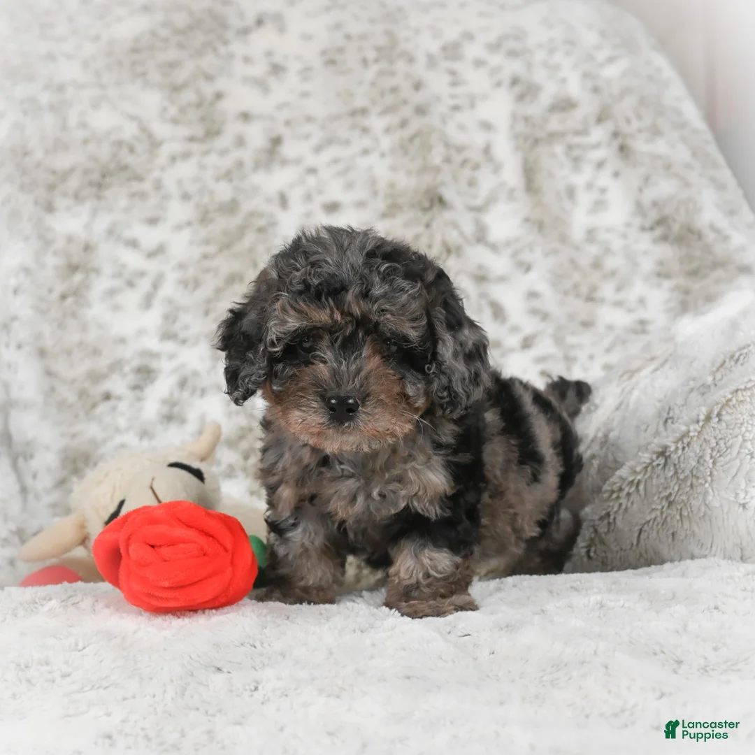 Cavapoo dogs for sale: Tootsie - Ad 6