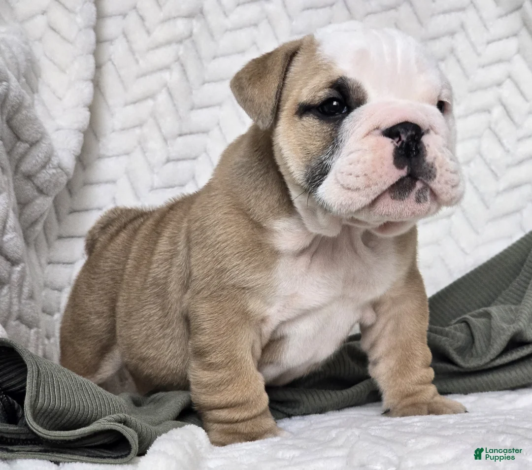 English Bulldog dogs for sale: Popcorn - Ad 4