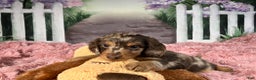 Miniature Dachshund dogs for sale: AKC-Becca - Ad 8