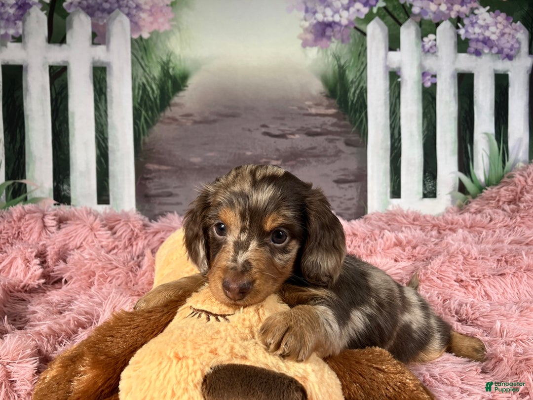 Miniature Dachshund dogs for sale: AKC-Becca - Ad 8