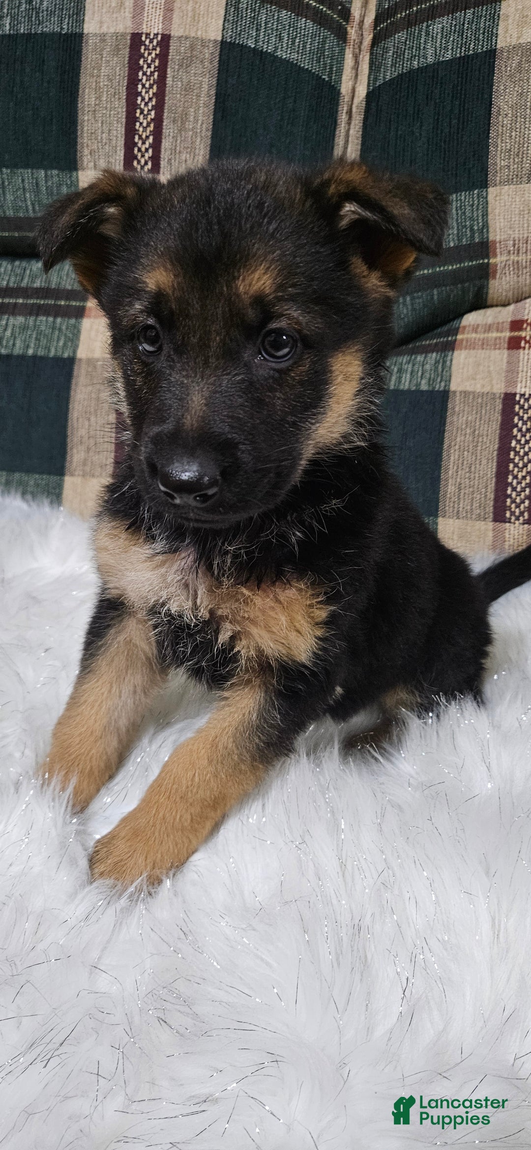 German Shepherd dogs for sale: Bella - Ad 1