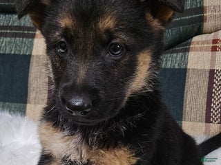 German Shepherd dogs Bella - Ad 7