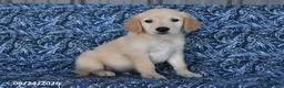 Golden Retriever dogs for sale: Quintin - Ad 2