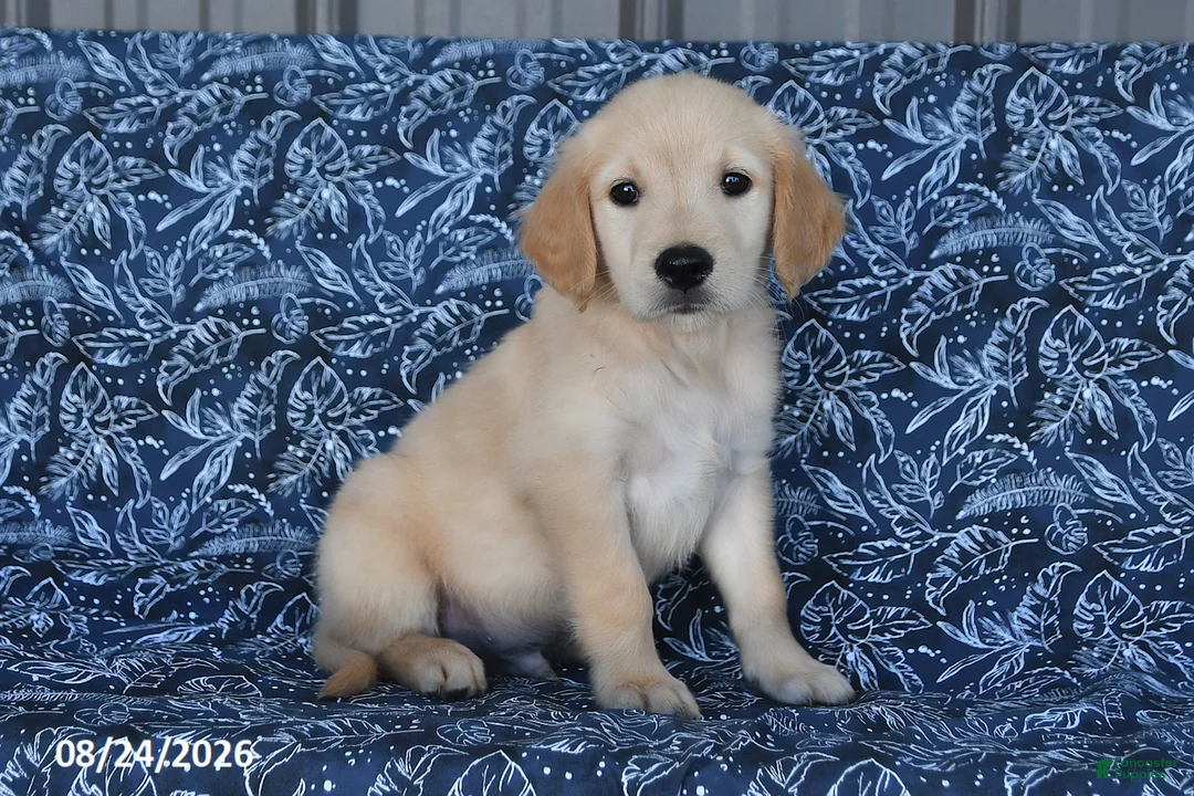 Golden Retriever dogs for sale: Quintin - Ad 2