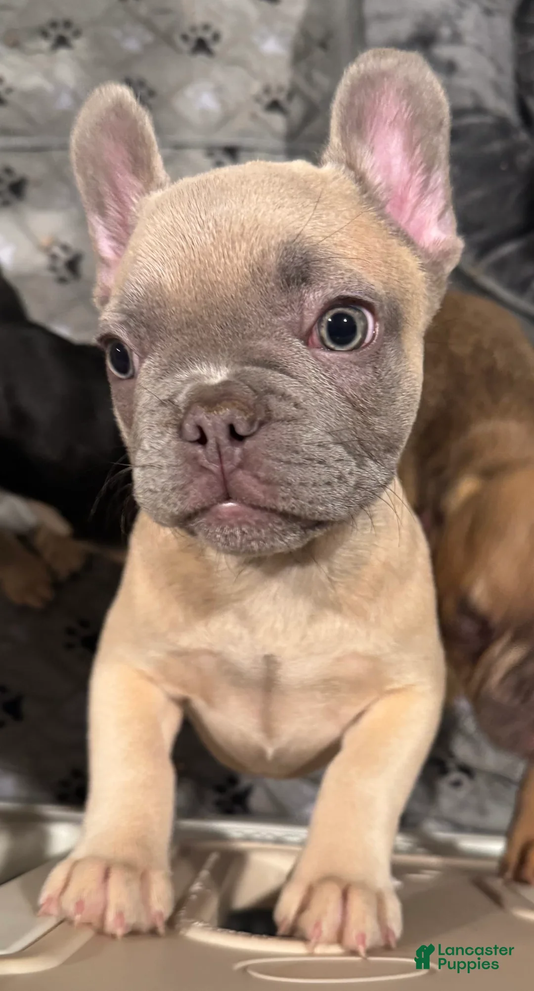 French Bulldog dogs for sale: Blessing - Ad 24