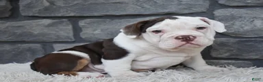 Tater