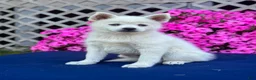 Pomsky dogs for sale: Sierra  - Ad 9