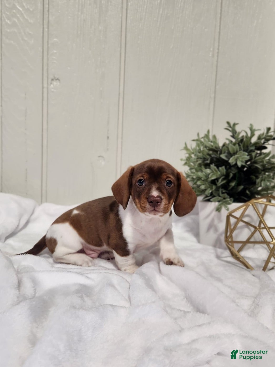 Miniature Dachshund dogs Ollie - Ad 2