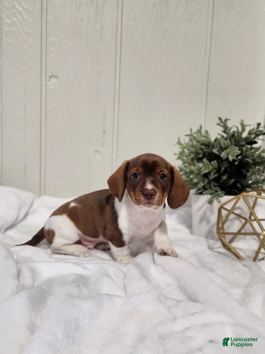 Miniature Dachshund dogs for sale: Ollie - Ad 2