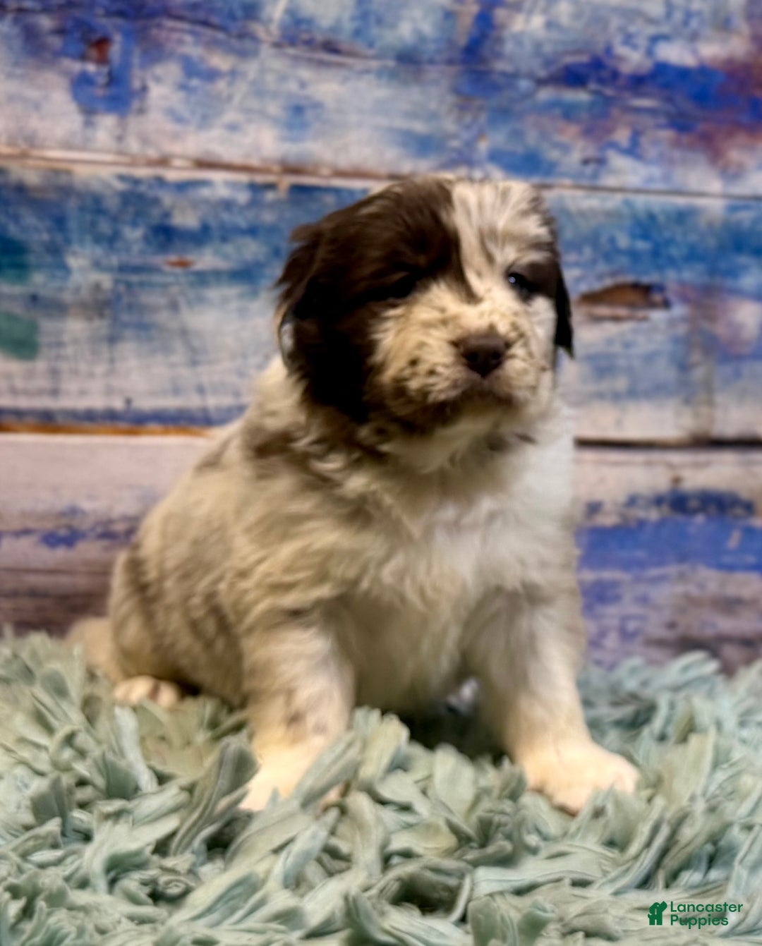 Mixed Breed dogs for sale: Sterling OFA DNA  - Ad 8