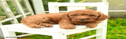 Cavapoo dogs for sale: Brownie - Ad 3