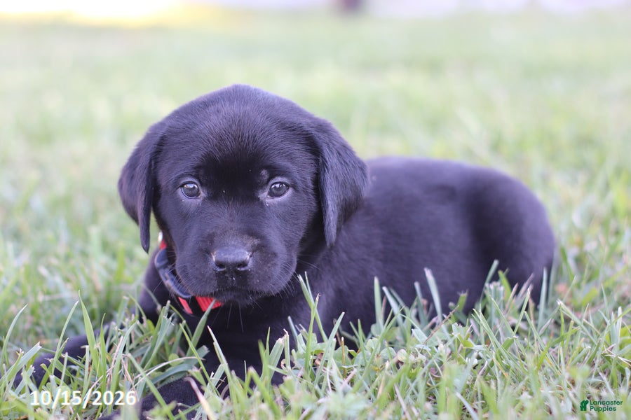 Labrador Retriever dogs Garret - Ad 2