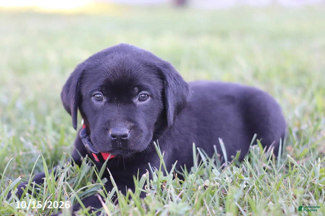 Labrador Retriever dogs for sale: Garret - Ad 2