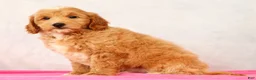 Mini Goldendoodle dogs for sale: Onyx - Ad 6