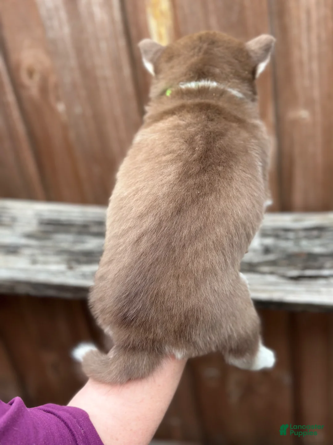Pomsky dogs for sale: Scout - Ad 2
