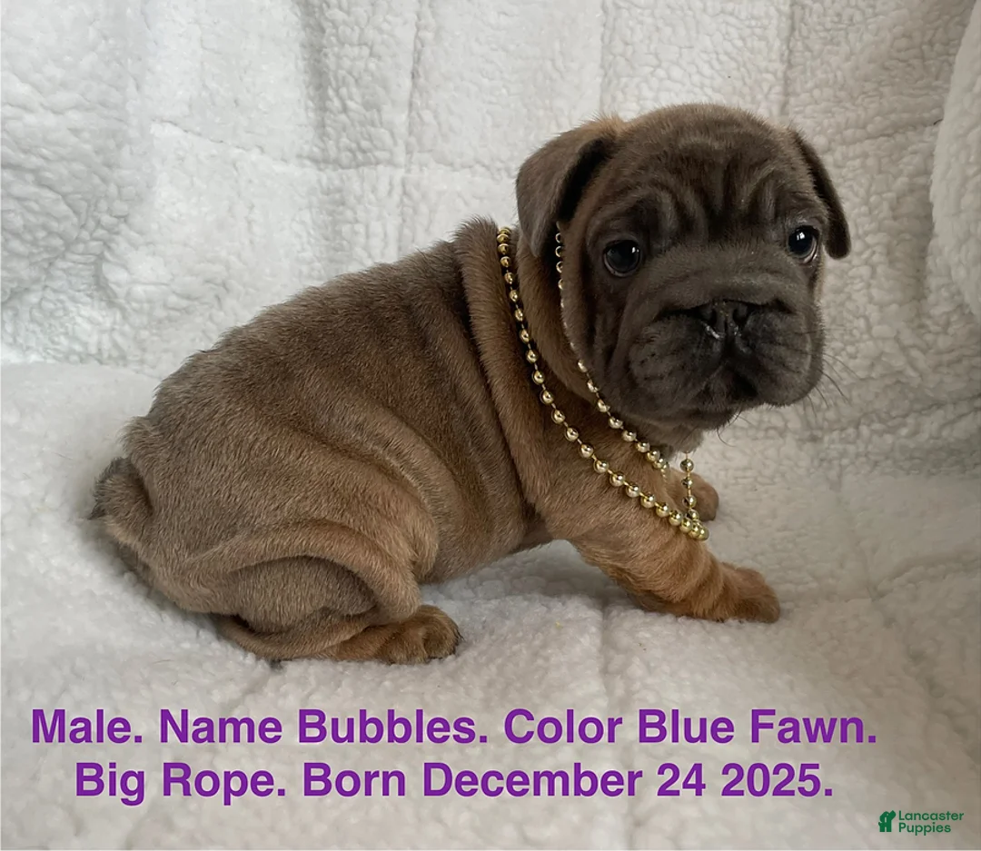 French Bulldog dogs for sale: Bubbles - Ad 1