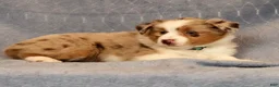 Miniature Australian Shepherd dogs for sale: Fifi - Ad 7