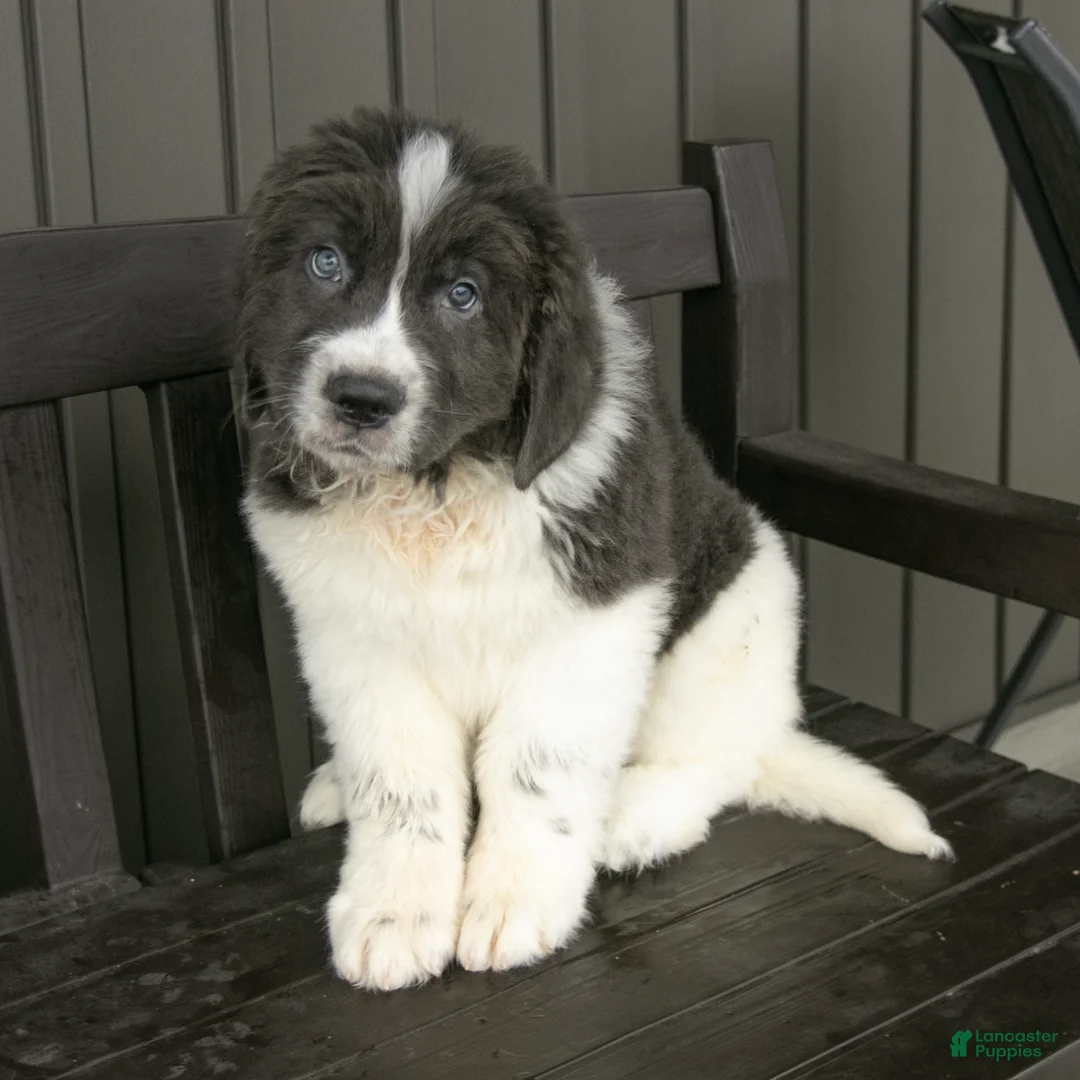 Newfoundland dogs for sale: Roscoe - Ad 3
